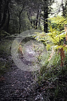 Path through the interior of the forest,