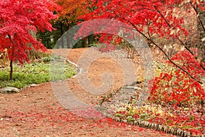 Path and Japanese Maples photo
