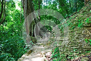 Path in the jungle, Palenque Maya ruins, Mexico