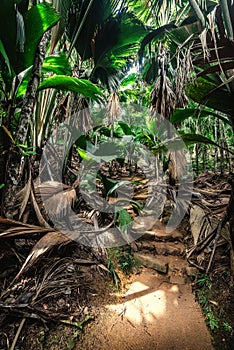 Path in the jungle in Praslin island