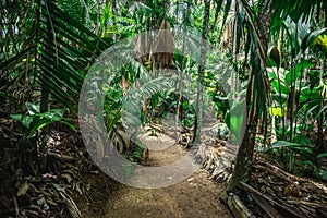 Path in the jungle in Praslin island