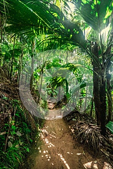 Path in the jungle in Praslin island