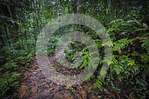 Path in the jungle. Sinharaja rainforest in Sri Lanka.