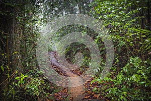 Path in the jungle. Sinharaja rainforest in Sri Lanka.