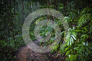 Path in the jungle. Sinharaja rainforest in Sri Lanka.