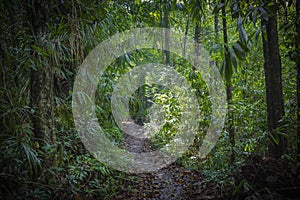 Path in the jungle. Sinharaja rainforest in Sri Lanka.