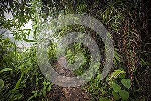 Path in the jungle. Sinharaja rainforest in Sri Lanka.