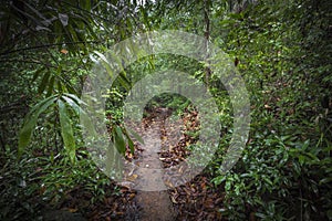 Path in the jungle. Sinharaja rainforest in Sri Lanka.