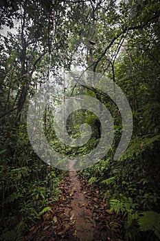 Path in the jungle. Sinharaja rainforest in Sri Lanka.