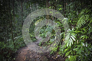 Path in the jungle. Sinharaja rainforest in Sri Lanka.