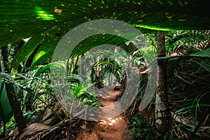 Path in the jungle surrounded by tropical plants in Praslin island