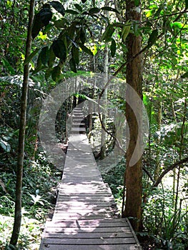 Path in the jungle in Taman Negara, Malaysia