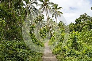 Path through the jungle, tropical rainforest, Solomon Islands