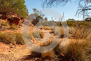 A path in the Kings Canyon with green bushes and a dry grass, Red Center, Australia