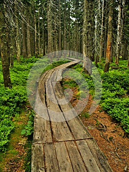 Path in Krkonose photo