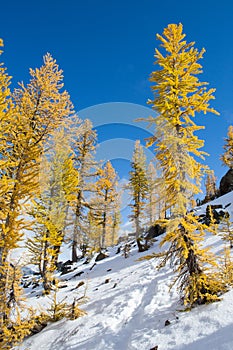 Path through the larches in the fall