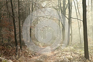 path through late autumn deciduous forest during the sunrise branches of trees and leaves covered with hoarfrost in cold and foggy