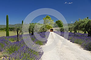 Path through lavender
