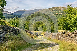 A path leading through a field towards a forest and mountains.