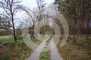 A path leading through a forest