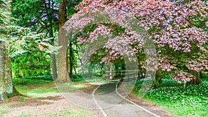 Path leading into a forest