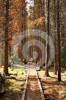 Path leading through a forest of dead pine trees