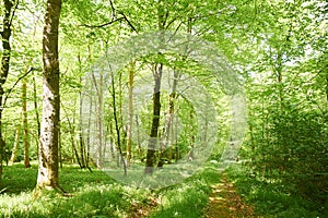 Path leading through the fresh beech forest