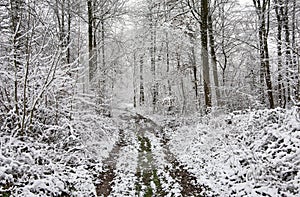 Path leading through snowy forest