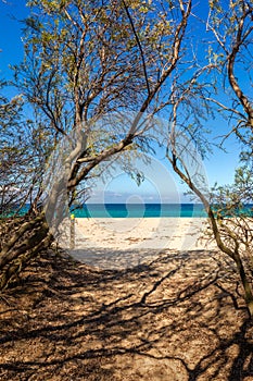 Path leading through trees to a sandy beach in Corsica