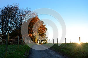 Path leading uphill to sunlit autumn trees at sundown