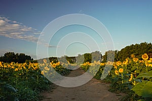 A path leads down the middle of a sunflower field at sunrise in summer