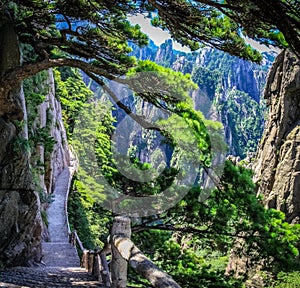 A path leads down and to the left on the edge of a tall cliff with pine branches in the foreground in Huang Shan