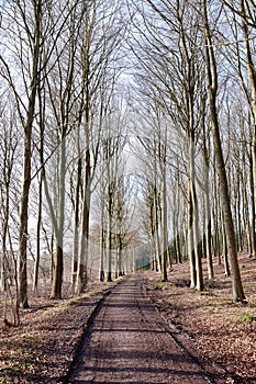 A path between leafless trees in an autumn forest. Landscape of an open dirt road or hiking trail with tall tree