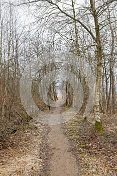 A path between leafless trees in an autumn forest on an overcast day. Landscape of an open dirt walkway or hiking trail
