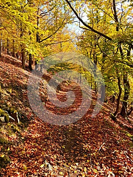 Path of leaves in a beautiful colored forest in autumn