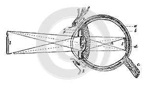 Path of light rays through the eye.