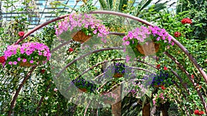 Path lined with arches with colorful pink and blue petunias in baskets indoor in botanical hall, Gardens by the Bay, Singapore