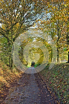 Path lined with trees in an outdoor setting leading to a tunnel