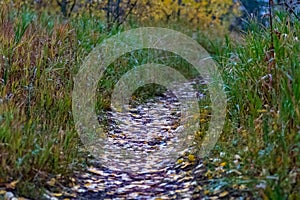 A path littered with fallen yellow aspen leaves on a cold Rocky Mountain morning