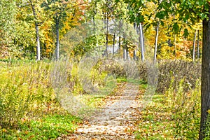 Path through Lizard Mound County Park