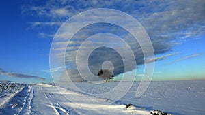 A path and a lonely tree among the snowy fields