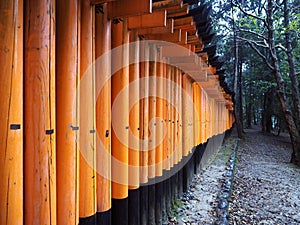 Path with lots of wooden gates to shrine in Japan