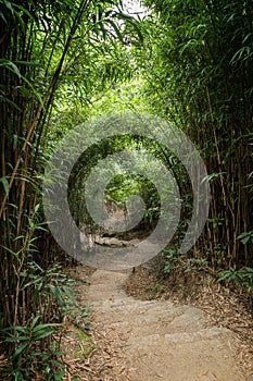 Path in lush bamboo forest in Hong Kong
