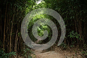 Path in lush bamboo forest in Hong Kong