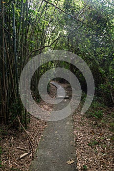 Path in a lush bamboo forest in Hong Kong