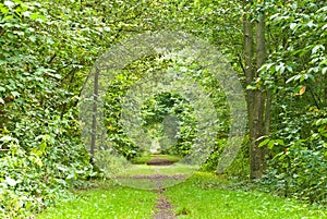 Path through lush forest