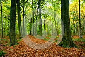 Path through lush forest