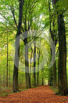 Path through lush forest photo