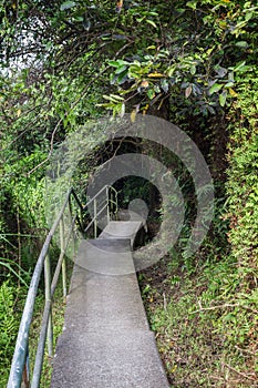 Path in a lush forest in Hong Kong