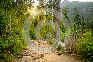 Magical forest path between the lush foliage.